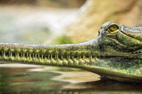Gharial Also Knows As The Gavial High Quality Animal Stock Photos