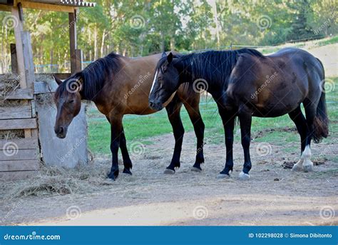 Two Brown Horses Grazing In A Paddock Stock Photo Image Of Costa