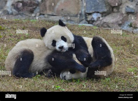 File Two Giant Pandas Play On The Grassland At A Base Of China