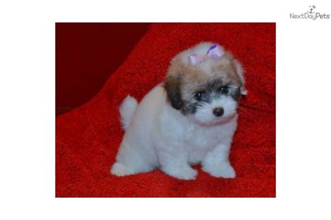 Youll Love This Female Coton De Tulear Puppy Looking For A New Home