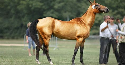 13 Beautiful And Unusual Horse Breeds Sf Globe