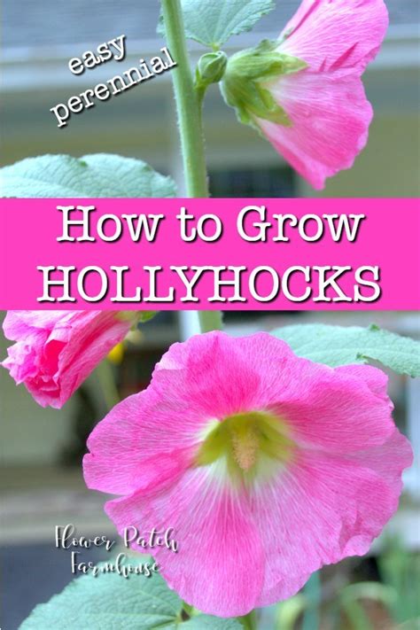 How To Grow Hollyhocks Easy Perennials Hollyhocks Flowers Gardening