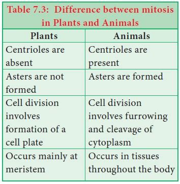 Similarities And Differences Between Meiosis And Mitosis Hot Sex Picture
