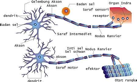 Hewan yang bertulang belakang, sistim sarafnya adalah saraf pusat dan saraf tepi, sementara hewan yang tak bertulang belakang mereka memiliki sistim saraf yang berbentuk seperti tangga tali. gittatian: ANATOMI SARAF MANUSIA