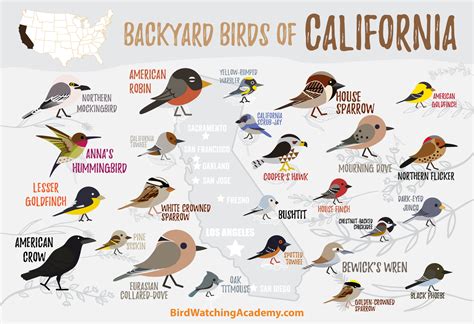 Backyard Birds Of California Bird Watching Academy