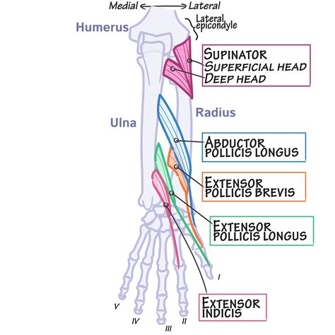 Posterior Superficial Muscles Of The Forearm Labelled Diagram Simplemed
