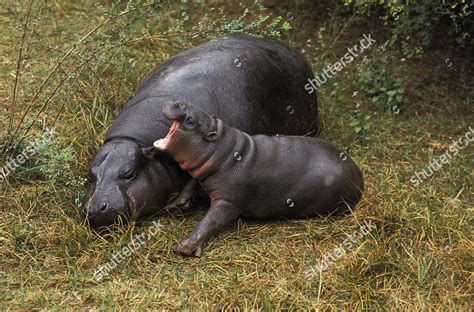Pygmy Hippopotamus Choeropsis Liberiensis Female Sleeping Editorial