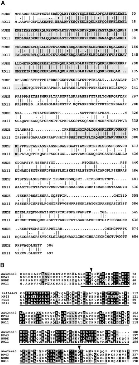 Figure 3 From The Lis1 Related Nudf Protein Of Aspergillus Nidulans
