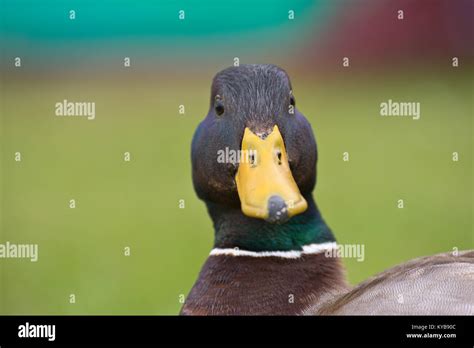 Mallard Duck Face