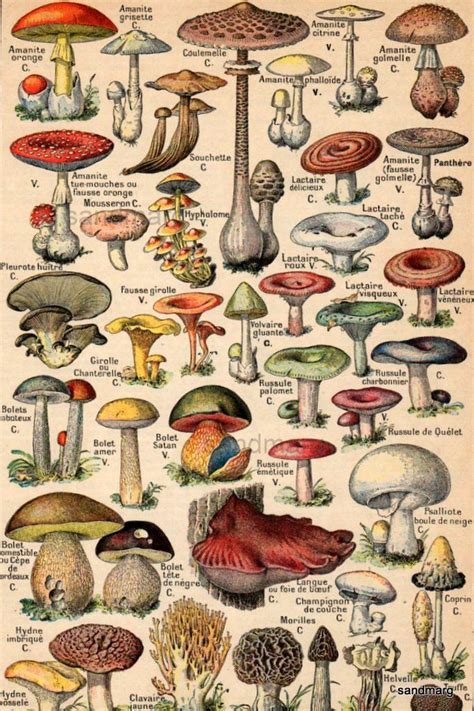 French Color Chart 1930 Edible And Poisonous Mushrooms Nouveau Petit