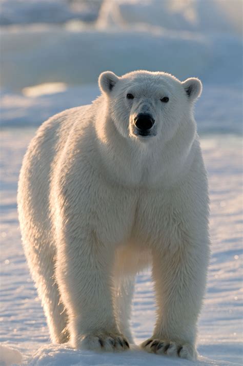 Polar Bear Spitsbergen Norway Jamonkey Polar Bear Images Polar