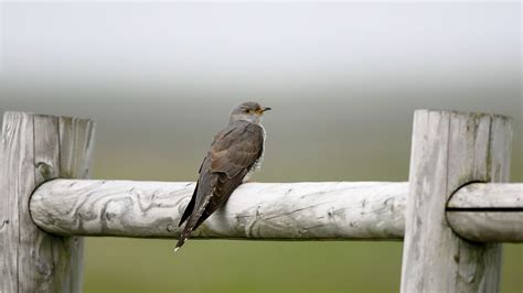 Canon Bird Branch Project Biodiversity Initiatives Bird Photo Guide Common Cuckoo
