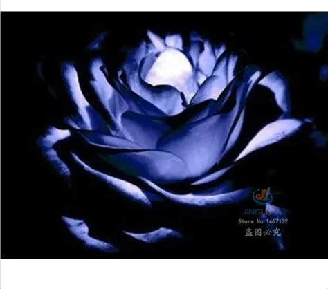 Compare Prices On Sapphire Blue Roses Online Shoppingbuy Low Price