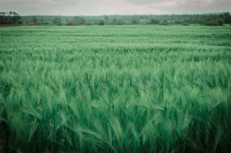 Zhito Wheat Oats Green Fields Beauty Landscape Stock Photo Image