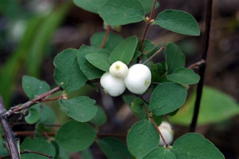 Calphotos Symphoricarpos Mollis Creeping Snowberry