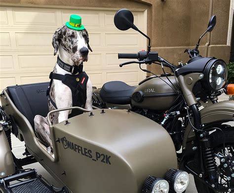 The bike can't go anywhere without getting some most of them have two drive shafts, one for the rear tire and one engageable sidecar drive that gives these. Waffles the Sidecar Dog — Ural Motorcycles