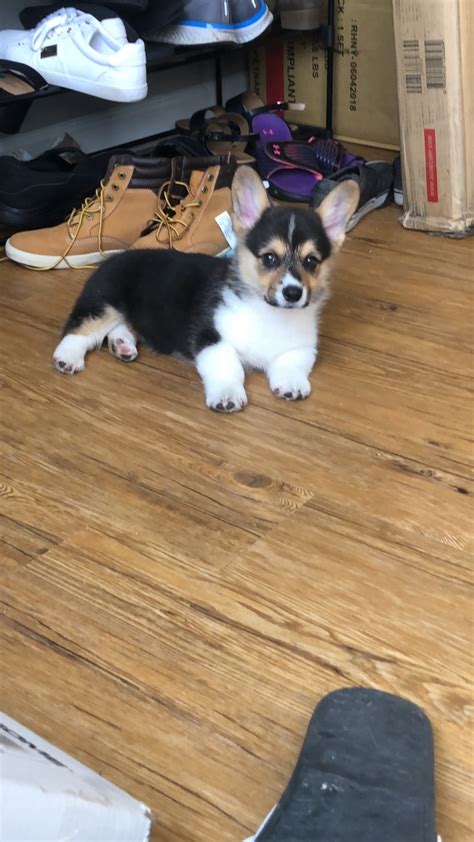 Most will take after the welsh corgi in stature and possess many of their loveable traits including their quirky build. Corgi Puppies For Sale | Sevierville, TN #313385 | Petzlover