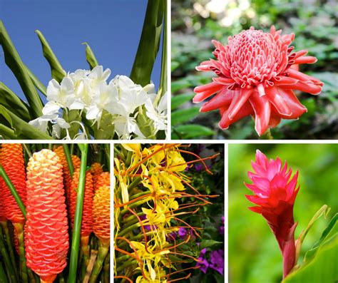Hansine Kleist Hawaiian Tropical Flowers Names Tropical Flowers