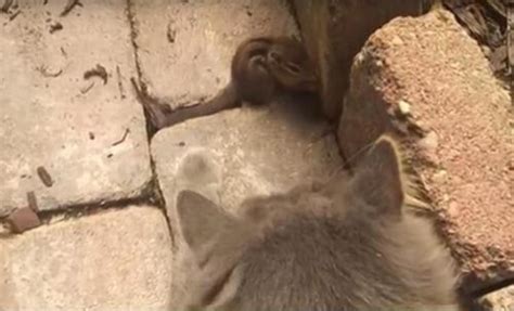 Cat And Chipmunk Form Unusual Friendship And Wont Stop Cuddling