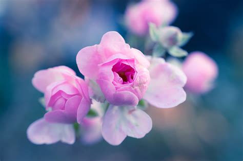 Royalty Free Photo Close Up Photo Of Pink Petaled Flower Pickpik