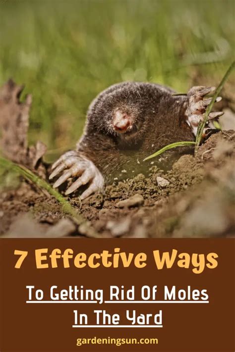 How Do You Kill Moles In Your Lawn