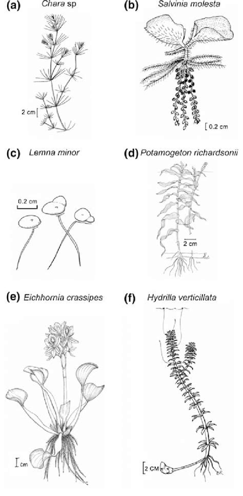 Examples Of Aquatic Macrophytes A Macroalgae Chara Sp Order