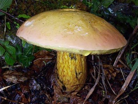 Suillellus Luridus Lurid Bolete Mushroom