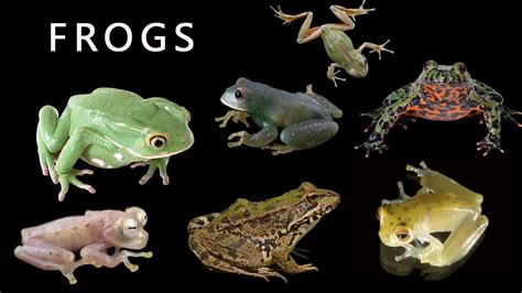 All The Frogs Species In The World Part 1🐸 Youtube