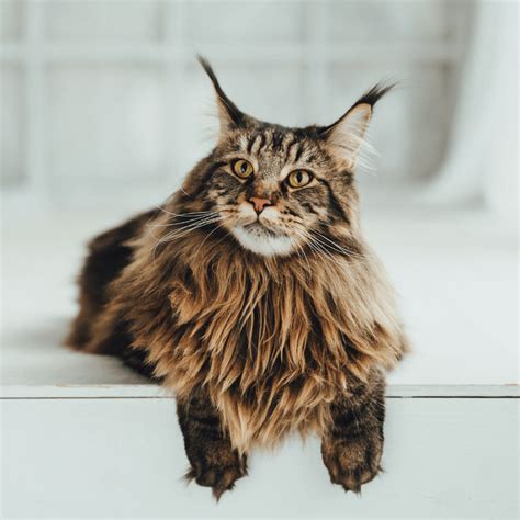 The Largest Cat Breeds Siberian And Maine Coon Catsinfo