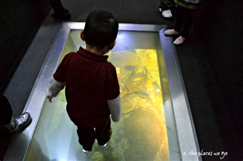 Ideal untuk kolam ikan minimalis yang berada di taman rumah, bentuk lingkaran pada kolam ikan minimalis ini cocok sekali sebagai tambahan yang manis. Lantai Kaca dengan Kolam Ikan | Blog | Rumahpropertigratis.com