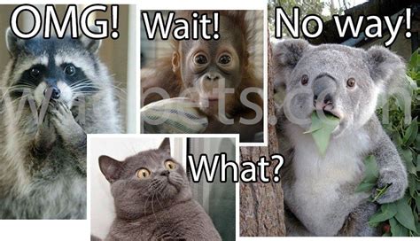 Omg Wait Cute Little Kittens Funny Animals Funny Animal Pictures