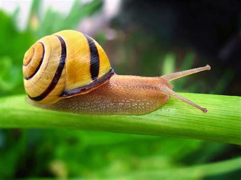 Snail Cream Is This New Ingredient Good For Your Skin Askdrmanny