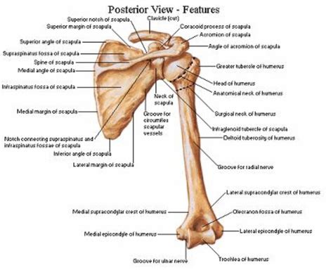 Posterior View Of The Shoulder Girdle Bones Netter Anatomy Pinterest