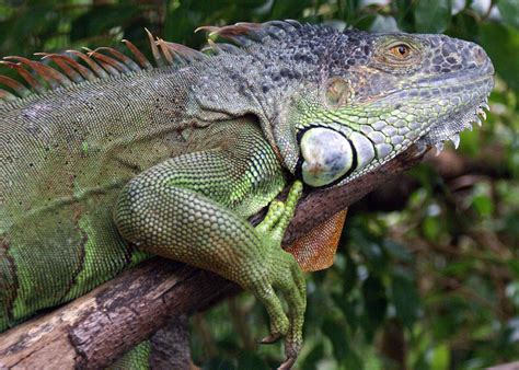 3 according to exotic pet veterinarian, thomas goldman, finding a veterinarian who has experience with exotic pets may be difficult in certain areas. A Giant Green Iguana Can Make A Good Pet