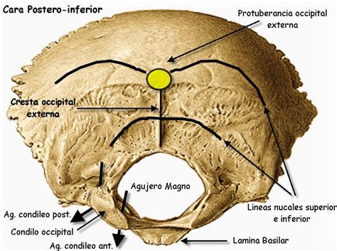 OsteologÍa Del CrÁneo Hueso Occipital