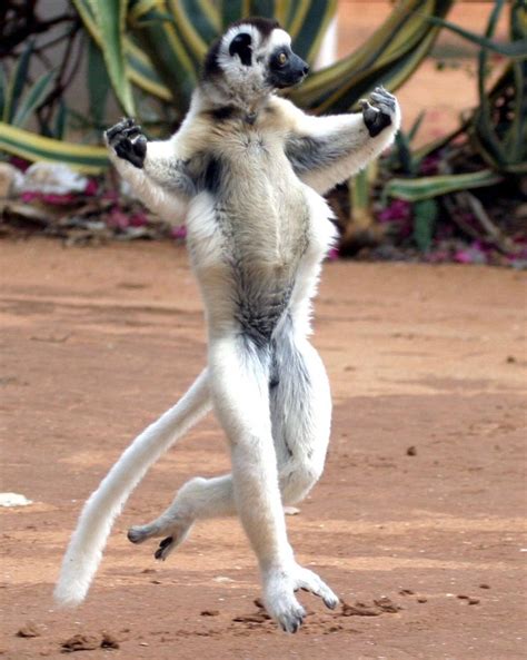 Lemur Dancing Lemur Animals Funny