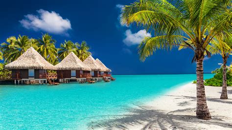 picture maldives bungalow nature palms tropics coast 1920x1080