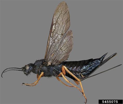 Sirex Woodwasp Sirex Noctilio Sirex Noctilio Hymenoptera Siricidae