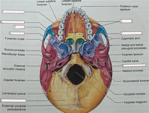 Inferior View Of The Skull Diagram Quizlet