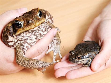 Australian Frogs Mistaken For Cane Toads Are Being Killed The Advertiser