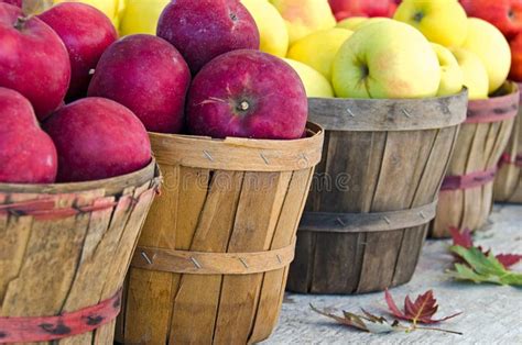 Variety Of Fall Apples Stock Photo Image Of Produce 34257978