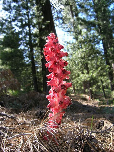Red Fungus In California Sierra Nevada Flickr Photo Sharing