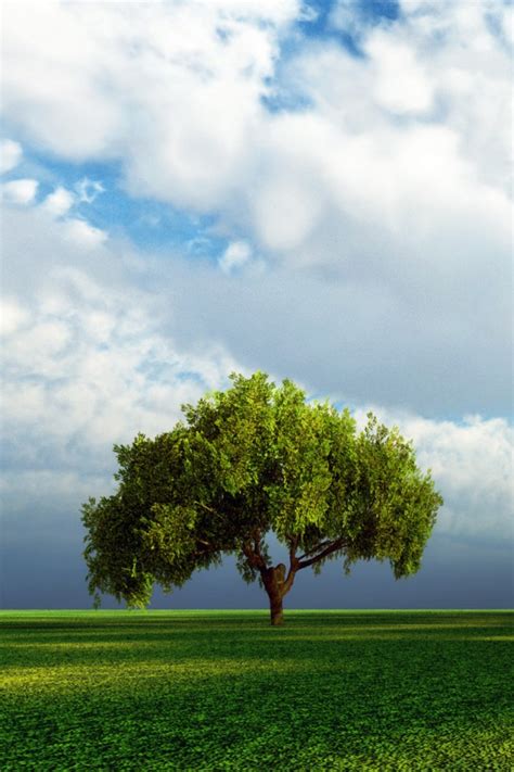 Beautiful Tree Iphone Wallpaper Download Ipad Wallpapers And Iphone