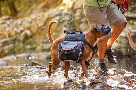 Best Dog Backpack Top Products Reviews And Expert Buying