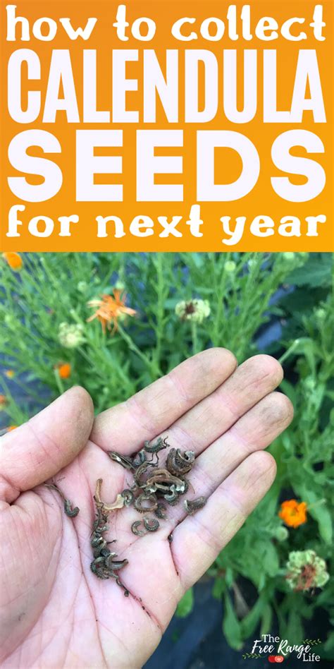 5 cat health conditions veterinary exclusive diets help support. How to Collect Calendula Seeds to Save for Next Year in ...
