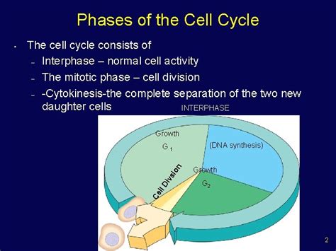 The Cell Cycle And How Cells Divide Phases
