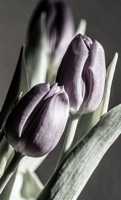 Tulip2 By Kees Van Es On Youpic