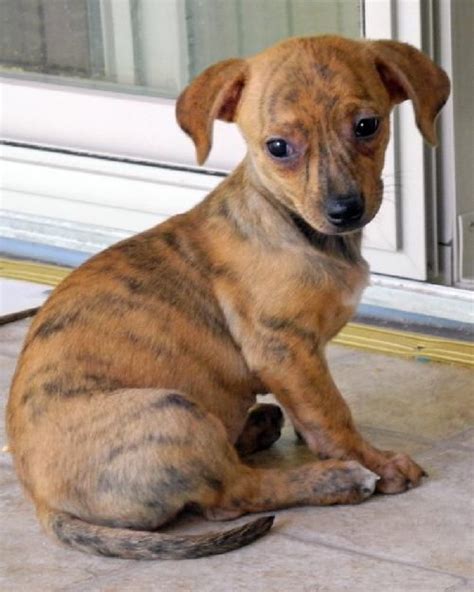Les histoires de ma vie. Fate Dachshund/Whippet mix female. She is approx. 2 months and 4 days old. Great with other dogs ...