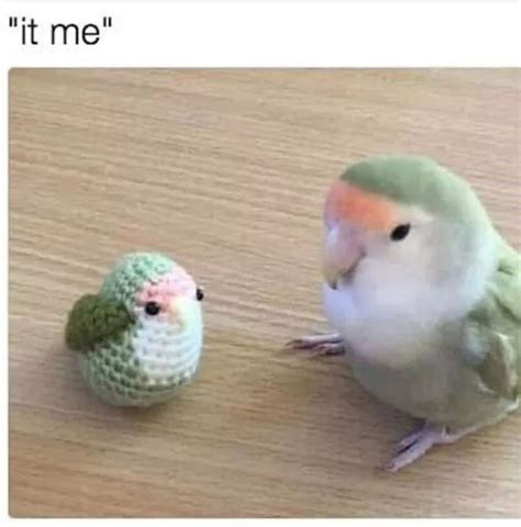 21 Bird Memes Thatll Sparrow You From Any Moa Boredom Funny Animal