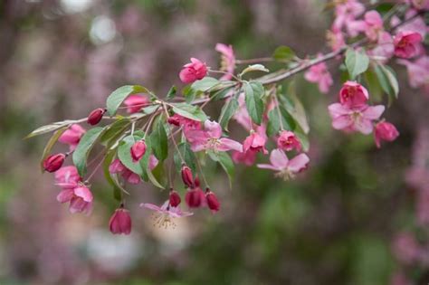 Why You Should Plant A Weeping Crabapple Tree Birds And Blooms